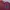 Champion Casual Fleece Pria burgundy photo 3