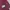Champion Casual Fleece Pria burgundy photo 4