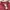Giordano Casual Polo shirt Pria red photo 5