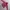 Adidas Y2K Sportswear Kids red photo 1