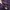 Luxury Puffer jacket Pria purple photo 6