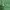 Casual Polo shirt Pria green photo 4