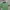 Casual Polo Shirt Pria Green