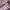 Adidas Gorpcore Lolita Sneakers Wanita tan pink photo 2