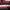 Polo Ralph Lauren Luxury Casual Polo shirt Pria burgundy photo 2