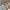 Dickies Vintage Casual Sweater Pria gray photo 3