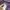 Uniqlo Vintage Casual Pants Pria Purple
