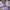 Smiggle Casual Kids Purple