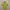 Vivienne Westwood Casual Polo shirt Pria yellow photo 2