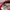 Made in USA Track jacket Pria red photo 3