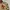 Sugar Cane Bomber jacket Pria red brown photo 4
