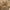 Crocodile Coquette Casual Leather jacket Pria tan photo 6