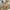 Crocodile Coquette Casual Leather jacket Pria tan photo 1