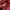 Tory Burch Minimalist Casual Handbag Wanita red photo 5