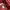 Tory Burch Minimalist Casual Handbag Wanita red photo 4