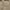 Uniqlo Minimalist Casual Midi dress Wanita tan photo 2