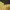 Polo Ralph Lauren Casual Polo shirt Pria yellow photo 3