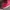 Nike Casual Sneakers Pria red photo 5