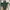 Fjällräven Minimalist Futurist Backpack Wanita green photo 8