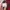 Nike Vintage Hat Pria red photo 4