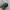 Adidas Sportswear Hat Pria black photo 5