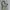 Carhartt Streetwear Bag Pria gray photo 2