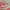 Rip Curl Sportswear Swimwear Wanita pink cream photo 3