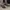 Blackstone Vintage Boots Pria brown photo 4
