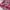 Maypole Grunge Indie Shirt Wanita pink photo 6