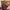 Eddie Bauer Biker Trench Coat Pria Multicolor