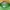 MLB Sportswear Casual T-shirt Wanita green photo 4