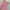 Fairy Coquette Prom Dress Wanita Pink