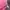 GAP Streetwear Minimalist Hoody Wanita pink photo 3