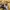 Dickies Streetwear Skater T-shirt Pria brown photo 4