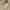 VANS Skater Sneakers Pria white cream photo 1