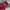 Dickies Vintage Streetwear Hoody Pria red photo 1