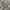 Timberland Minimalist Formal shirt Pria white tan gray photo 3