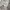 Lee Streetwear Hoody Pria gray photo 4