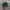 Nike Vintage Hat Pria green photo 2