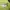 Ellesse Sportswear Casual Jersey Pria green photo 4