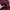 Uniqlo Minimalist Casual Sweater Pria burgundy photo 2