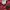 New Balance Casual Hoody Pria red photo 4