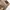 Casual Short Pria brown photo 5