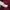 The North Face Puffer jacket Wanita burgundy photo 5