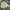 Burberry Vintage Casual Windbreaker Pria green photo 6