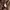 Schott NYC Coquette Bomber jacket Pria brown photo 7