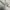 Champion Vintage Sweatshirt Pria white photo 4