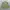 Barbour Casual Polo Shirt Pria Green