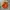 Gorpcore Track jacket Pria orange photo 6