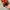 Gorpcore Track jacket Pria orange photo 8